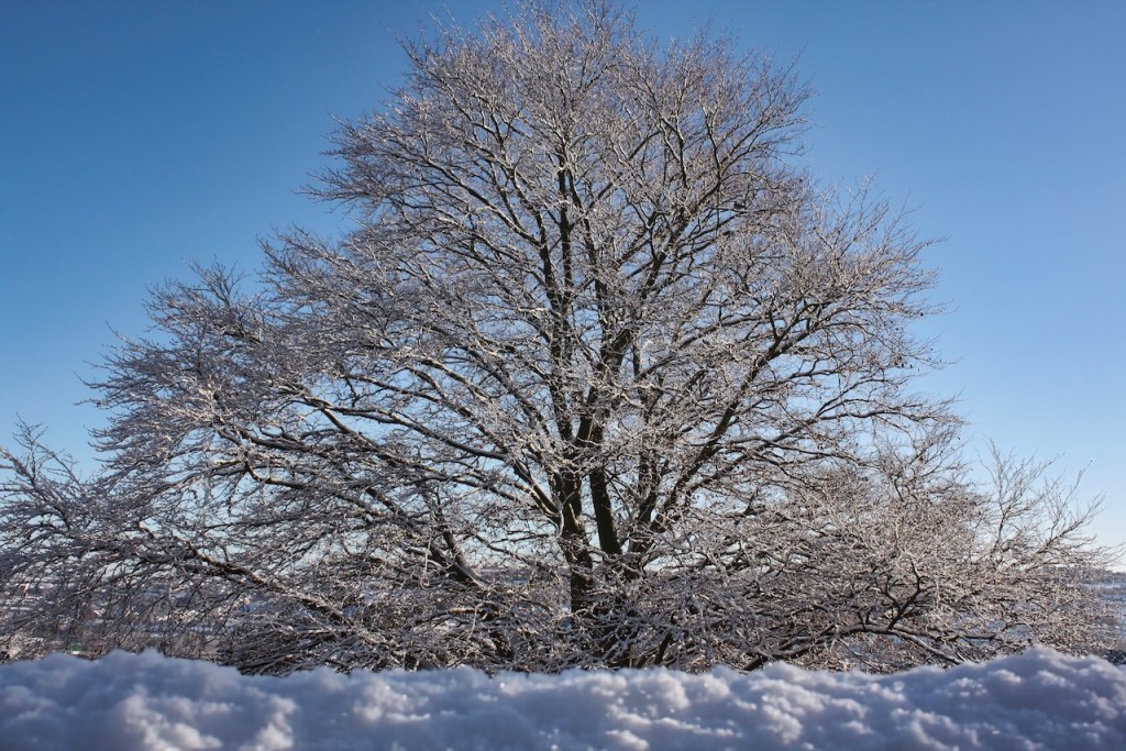 Snow in Newton Abbot! Not good weather for walking the&nbsp;dog…