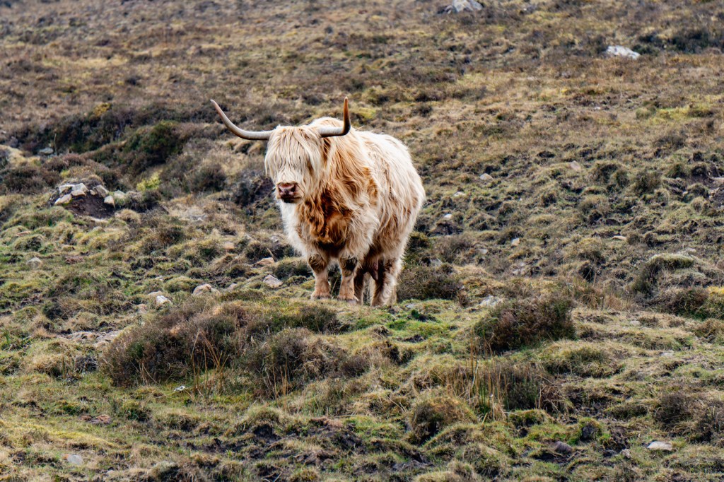 Scotland Day 10: Sligachan, Eas a’Bhradain… and&nbsp;Coos!