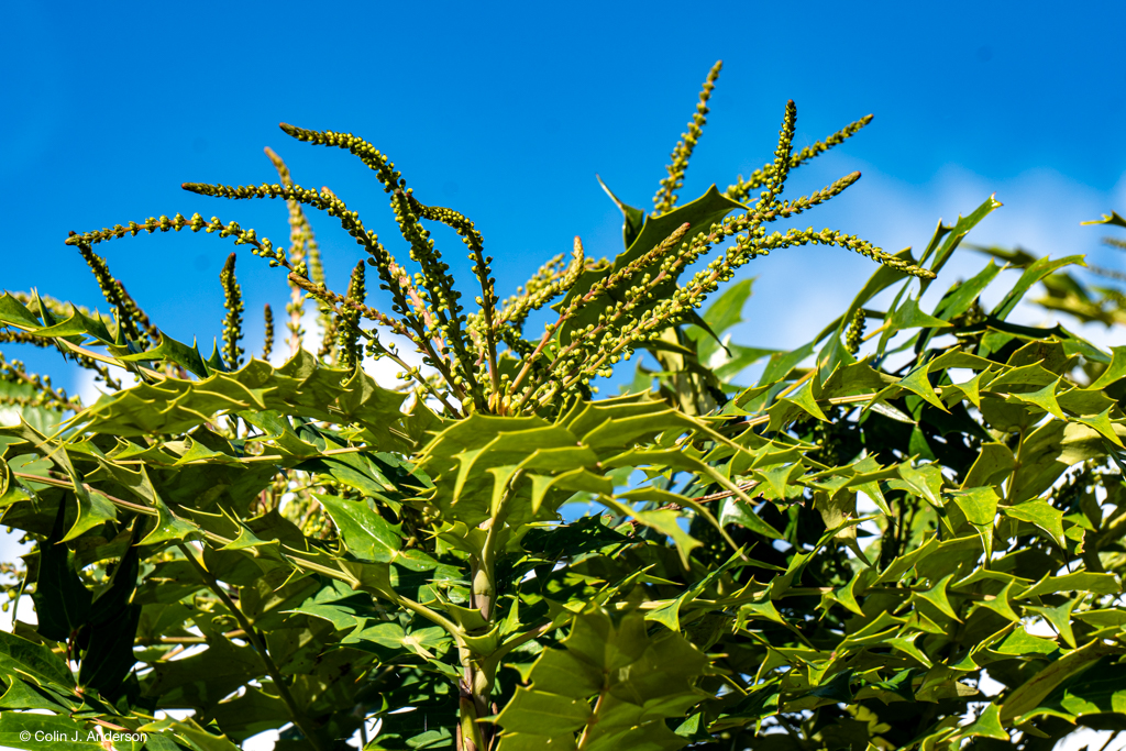 Birds in a Barbed Bush: how can delicate birds like robins be drawn to a razor-sharp&nbsp;mahonia?